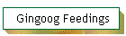 Gingoog Feedings